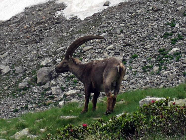Ibex near Colle del Chiapous (July 2009)